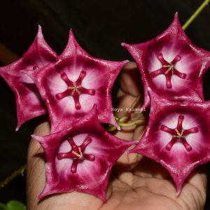 Hoya kaimuki ( rooted cutting )