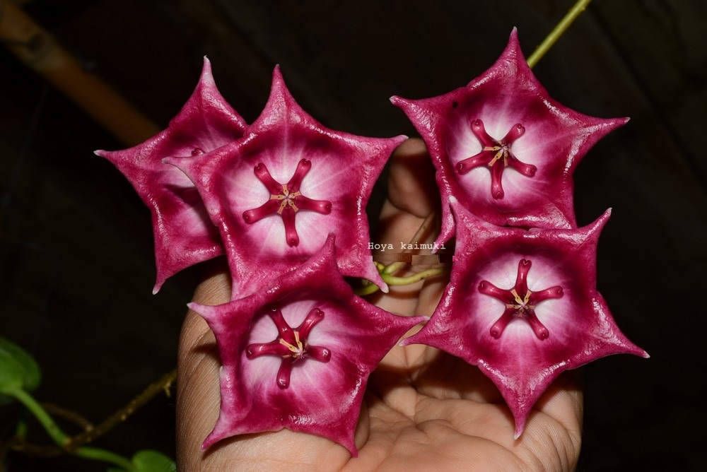 Hoya kaimuki ( rooted cutting )