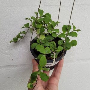 Hoya kanyakumariana (large)