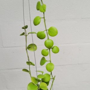 Hoya kastbergii (large)