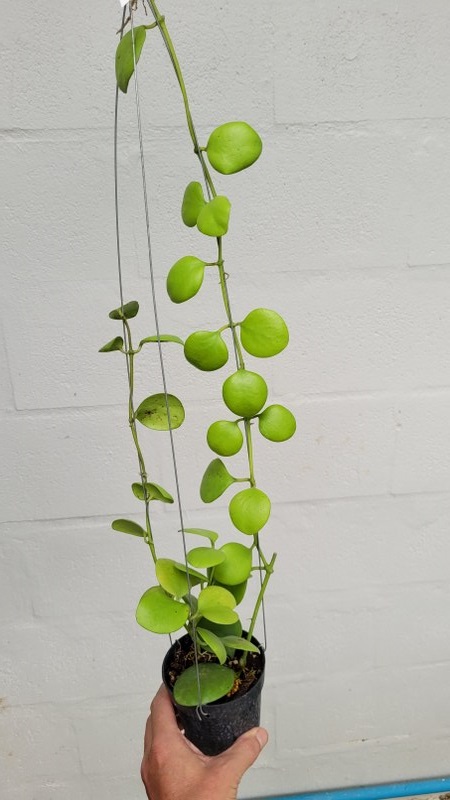 Hoya kastbergii (large)