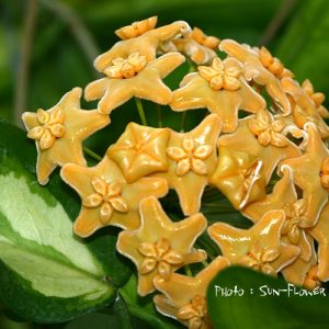 Hoya kenejiana var inside( rooted cutting )