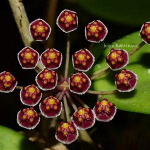 Hoya kentinata ( rooted cutting )