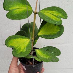Hoya kerrii variegated yellow (large)