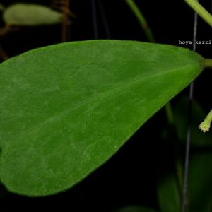 Hoya kerrii fuzzy leaves ( rooted cutting )