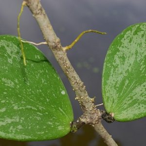 Hoya kerrii splash ( rooted cutting )