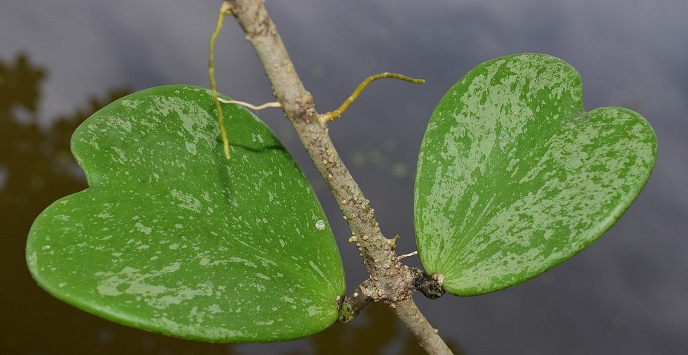 Hoya kerrii splash ( rooted cutting )