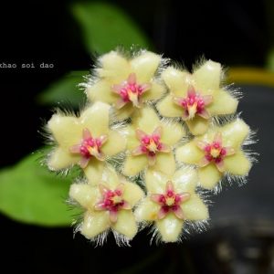 Hoya khao soi dao ( rooted cutting )