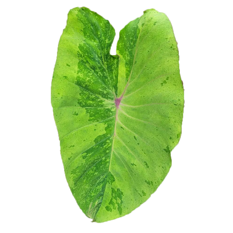 Colocasia king forest - Image 2