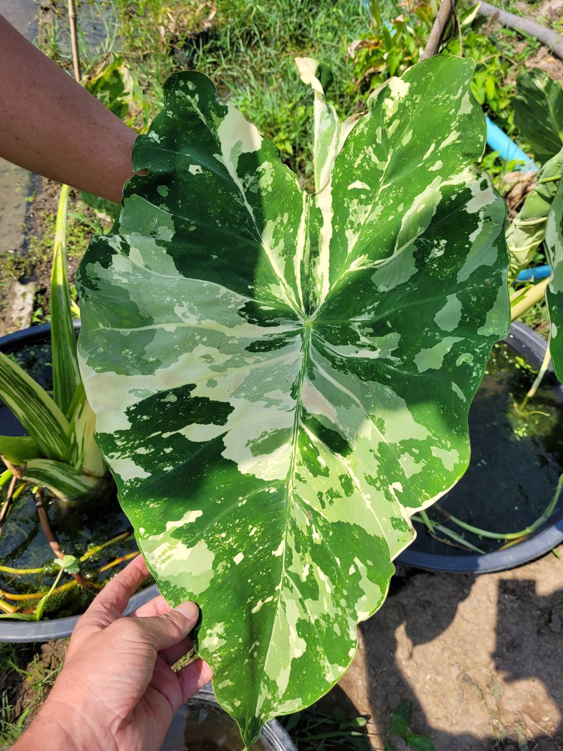 Colocasia kirimas - Image 2