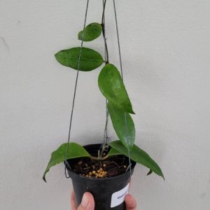 Hoya kloppenburgii (large)