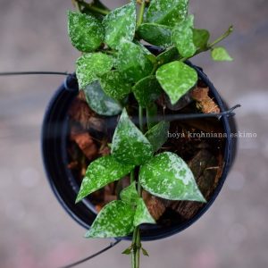 Hoya krohniana eskimo ( rooted cutting )