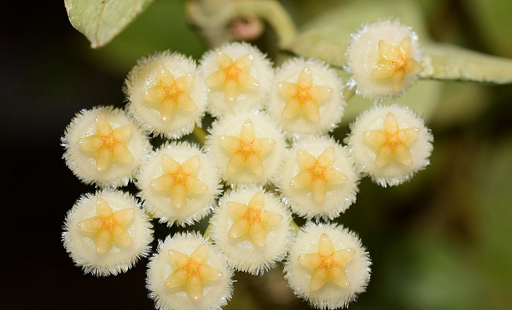 Hoya lacunosa silver leaves ( rooted cutting )
