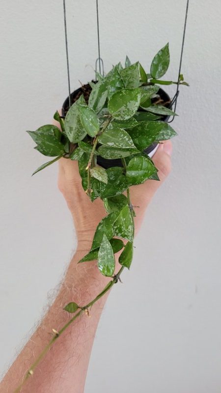 Hoya lacunosa silver leaves, eskimo (rooted cutting)