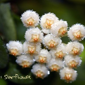 Hoya lacunosa hearts shaped leaves ( rooted cutting )