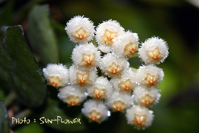 Hoya lacunosa hearts shaped leaves ( rooted cutting )