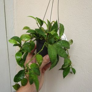 Hoya lacunosa  long leaves (large)