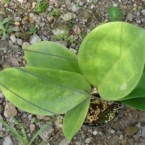 Hoya lambii ( rooted cutting )
