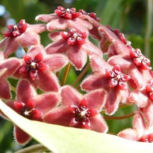 Hoya lamingtoniae ( rooted cutting )