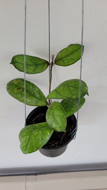 Hoya larisa, (large)