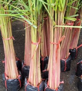 Cymbopogon citratus (1 pack = 10 plant)