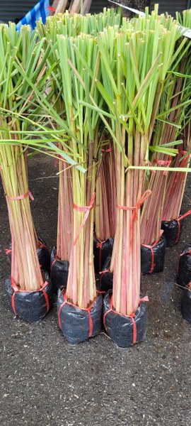 Cymbopogon citratus (1 pack = 10 plant)
