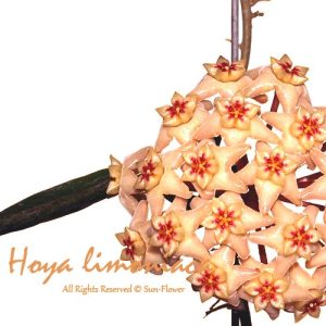 Hoya limoniaca ( rooted cutting )