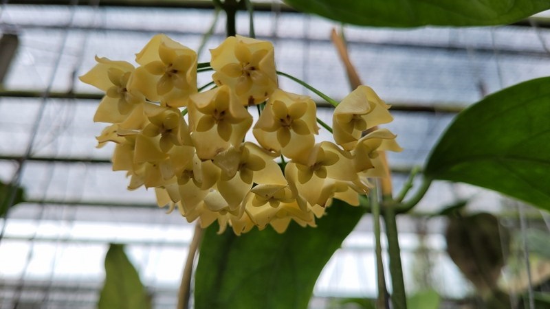 Hoya linusii phyllara (large)
