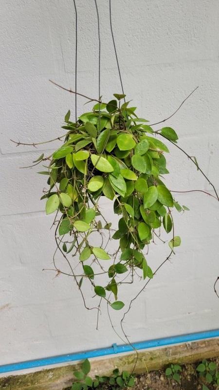Hoya litoralis (large)