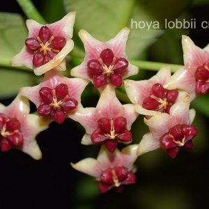 Hoya lobbii cream ( rooted cutting )