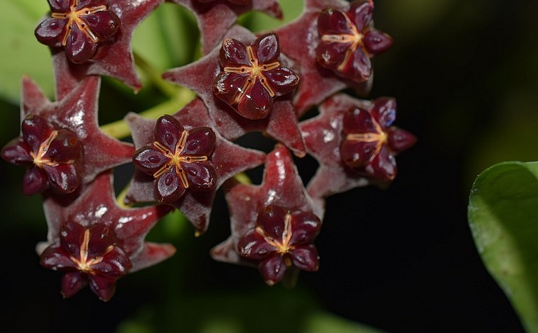Hoya lobbi flower purple a littlebit black long leaves (large)