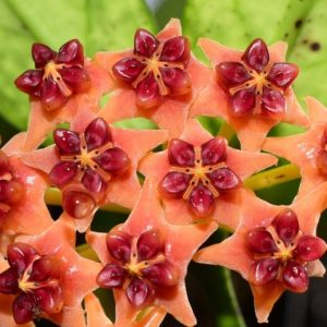 Hoya lobbii orange ( rooted cutting )