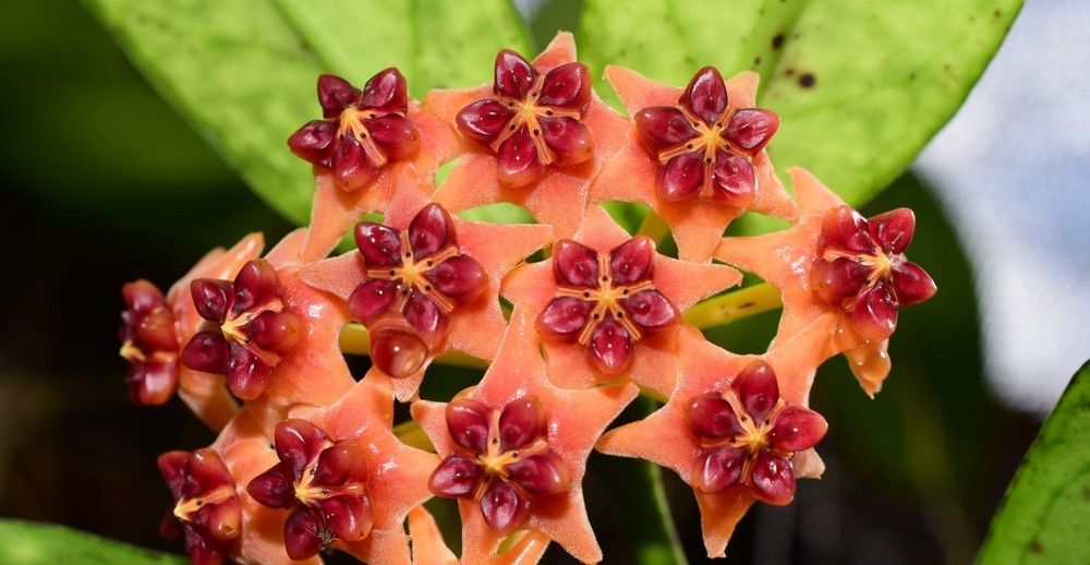 Hoya lobbii orange ( rooted cutting )