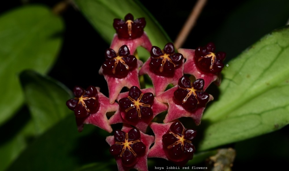 Hoya lobbi flower red color (large)