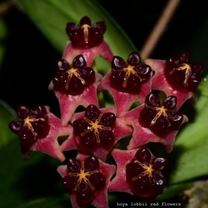 Hoya lobbii red flowers ( rooted cutting )