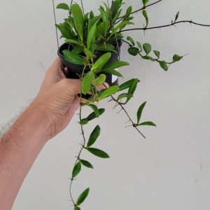 Hoya loheri(large)