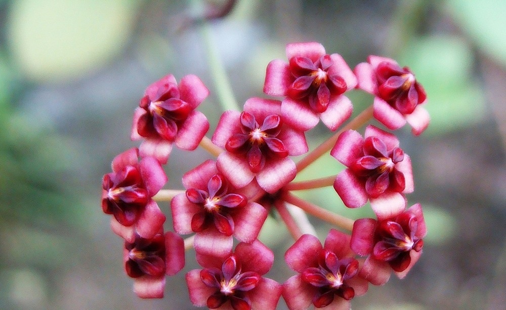 Hoya lucardasiana (large) - Image 2