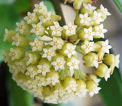 Hoya macgregorii (large) - Image 2