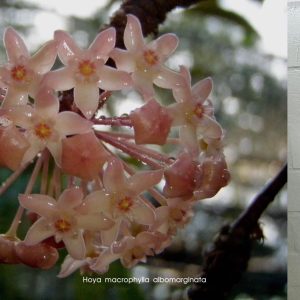 Hoya macrophylla albomarginata (large)