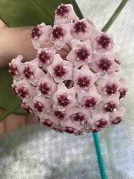 Hoya magic (large) - Image 2