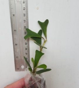 Hoya manipurensis ( rooted cutting )