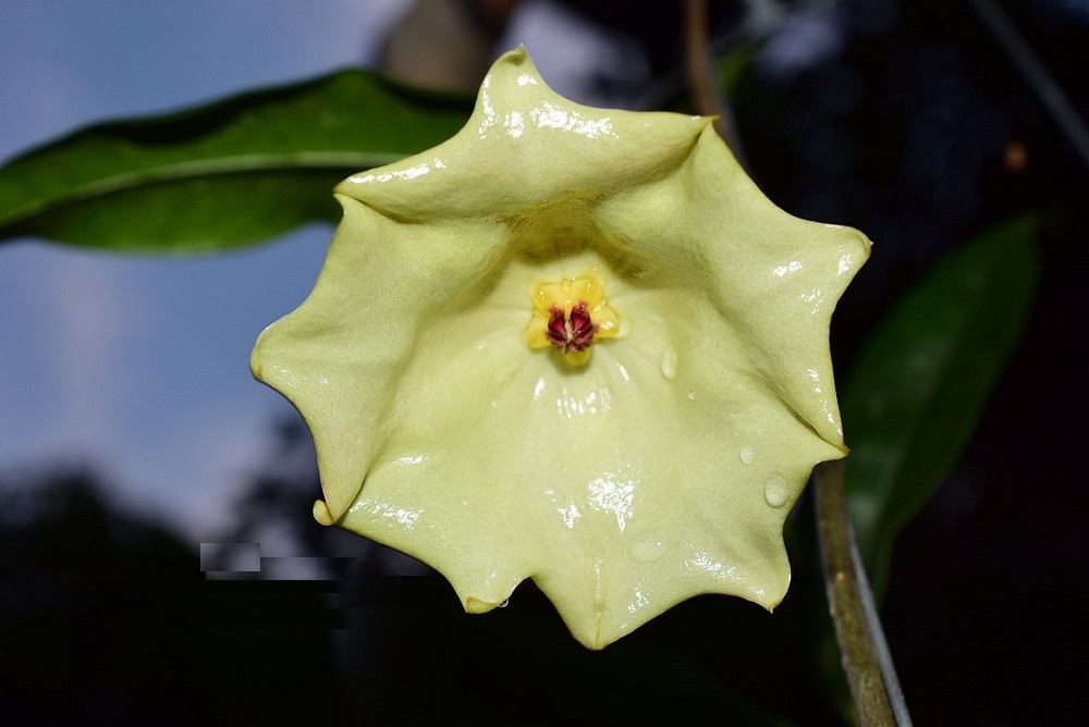Hoya mappigera yellow (large) - Image 2
