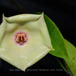 Hoya mappigera (peninsular Malaysia) pink corona ( rooted cutting )