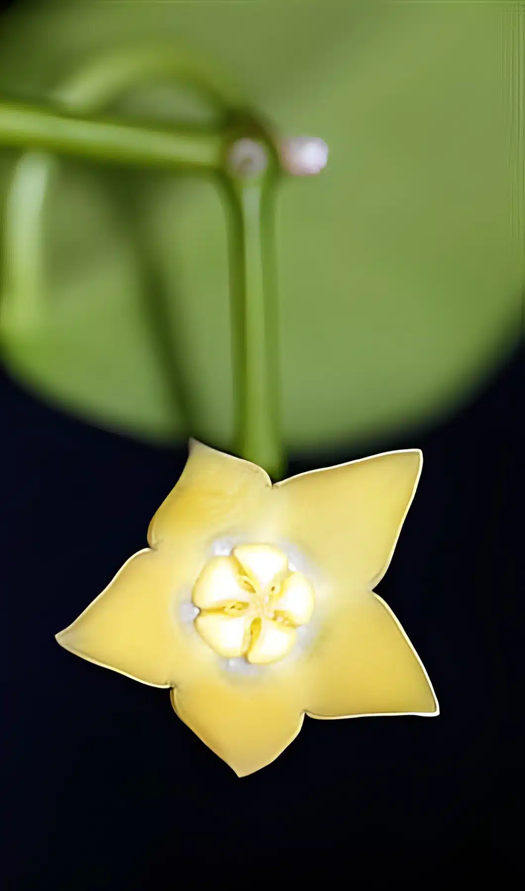 Hoya mariae (large) - Image 2