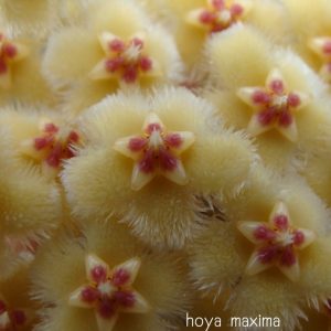 Hoya maxima red corona ( rooted cutting )