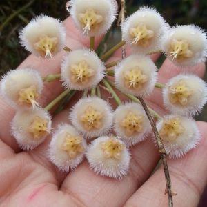 Hoya maxima yellow corona ( rooted cutting )