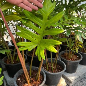 Philodendron mayoi