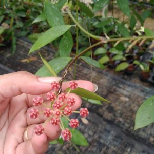 Hoya memoria ( rooted custting )