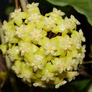 Hoya meledithii ( rooted cutting )