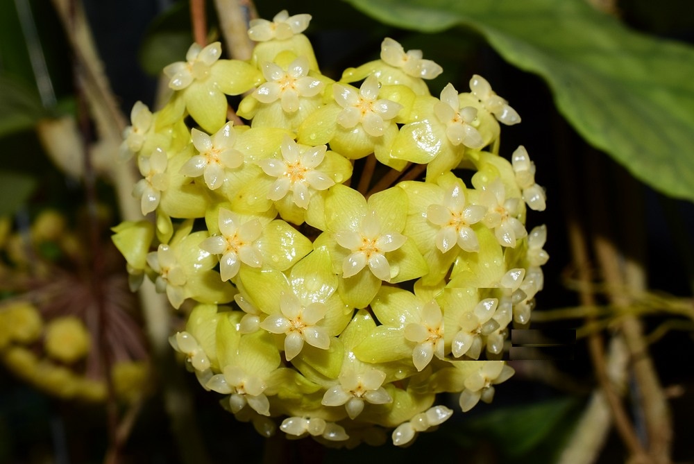 Hoya meledithii ( rooted cutting )